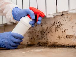 Environmental Consulting for Mold Prevention in Live Oak, CA